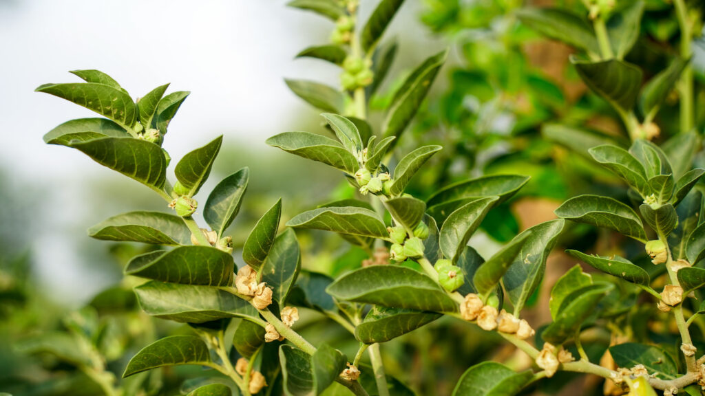Ashwagandha, czyli witania ospała